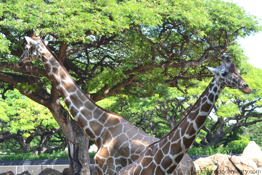 The Honolulu Zoo