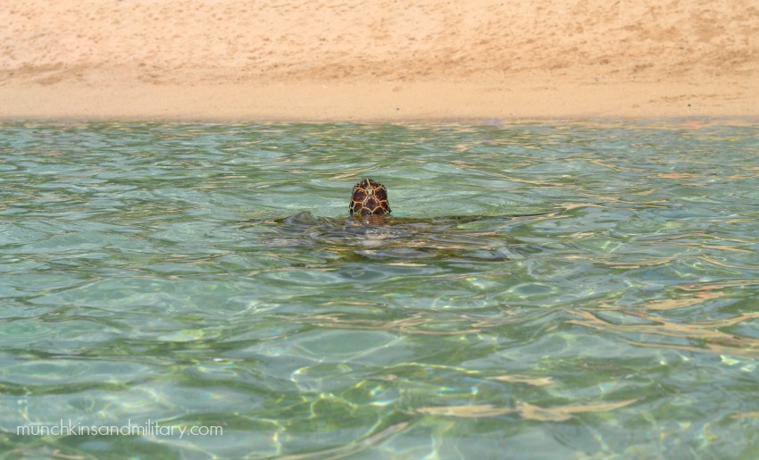 Sea turtle looking up at the beach