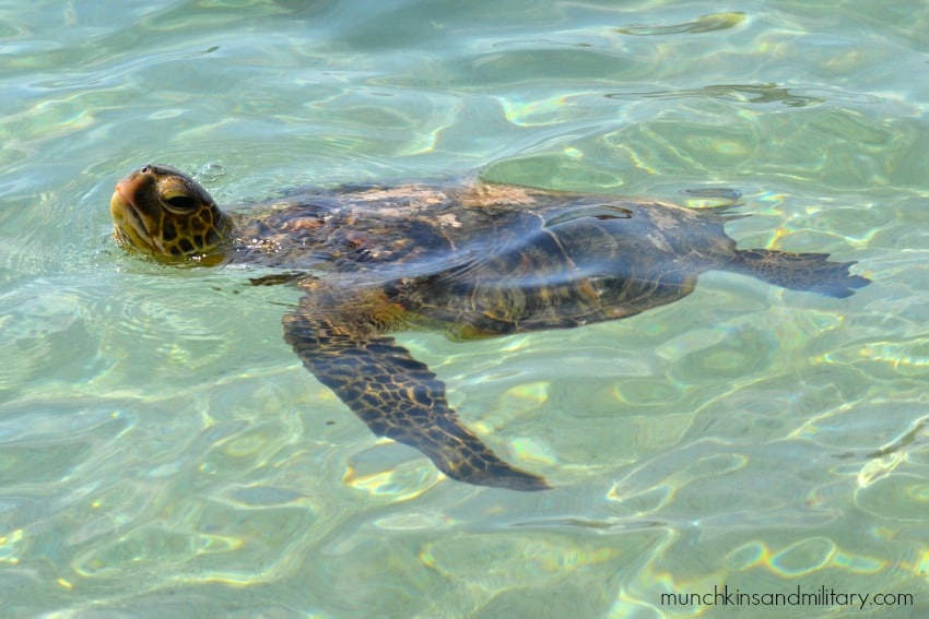 Sea turtle swimming by! [Hawaii]