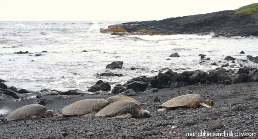 Turtles on the beach - Black sand beach - Big Island, Hawaii