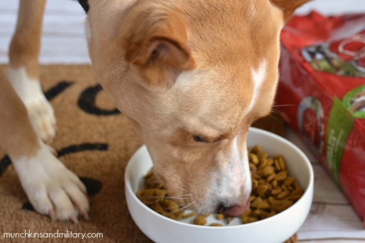 DIY Doggy Welcome Mat - Three Little Ferns - Family Lifestyle Blog