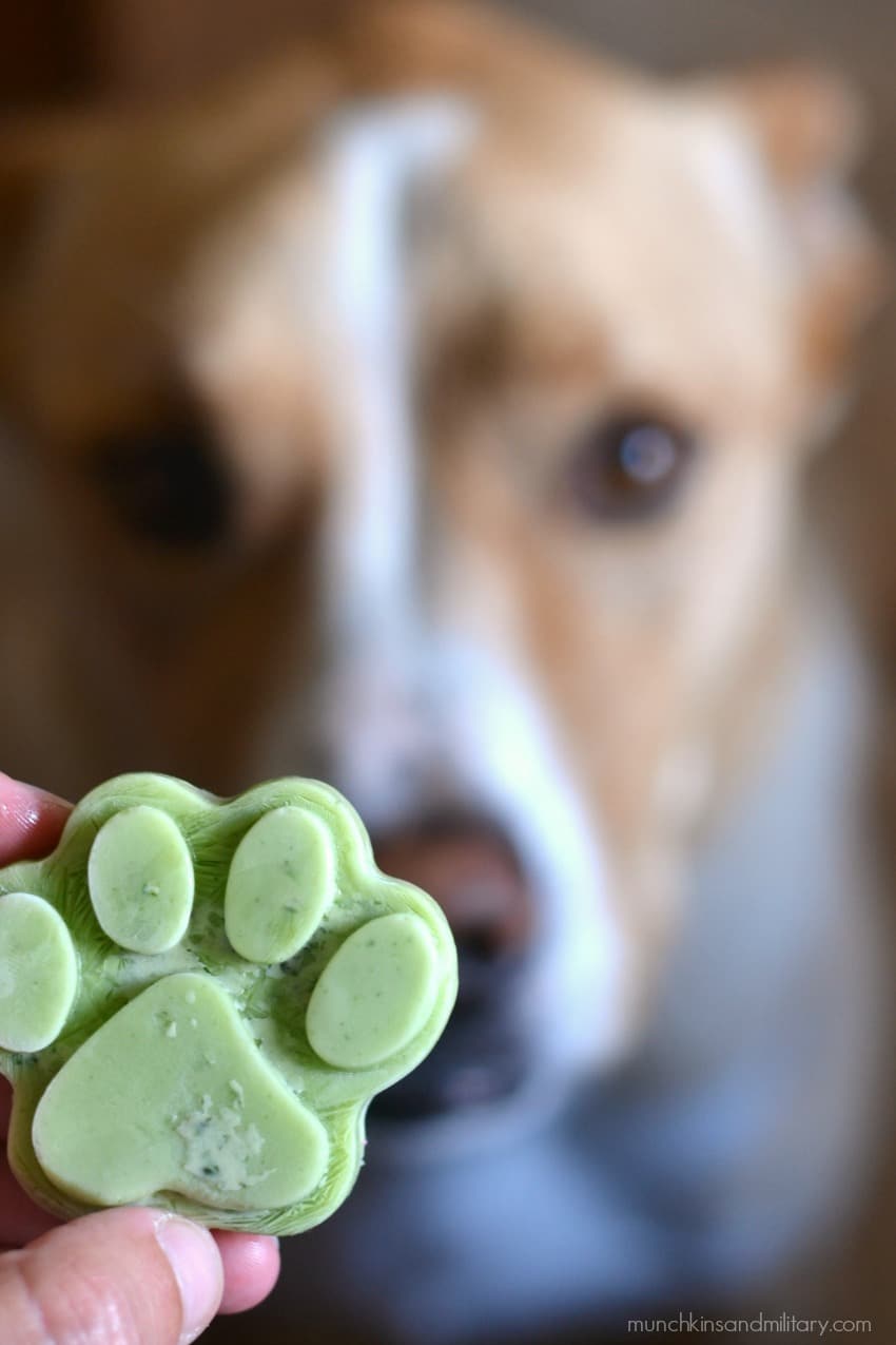 Caesar dog and frosty paw dog treat 