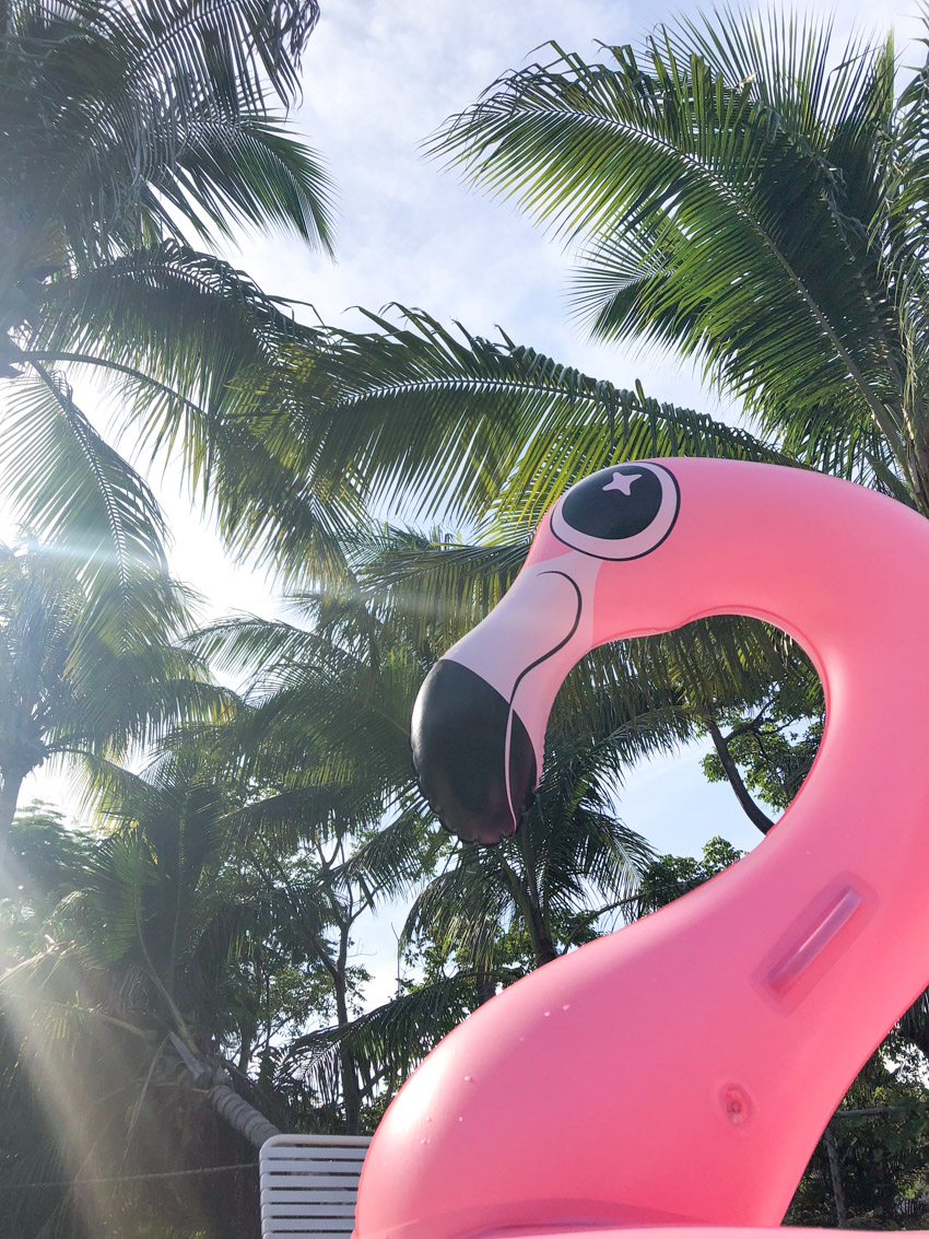 Flamingo float for summer