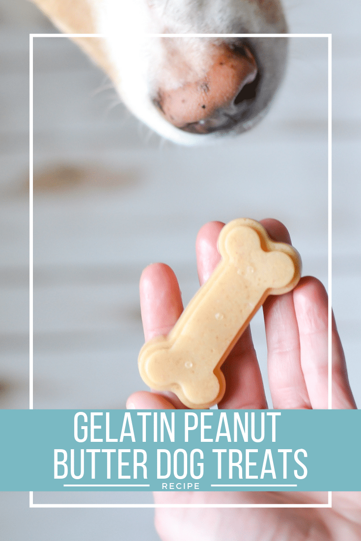 Homemade dog treat recipe with gelatin and peanut butter - only 3 ingredients!