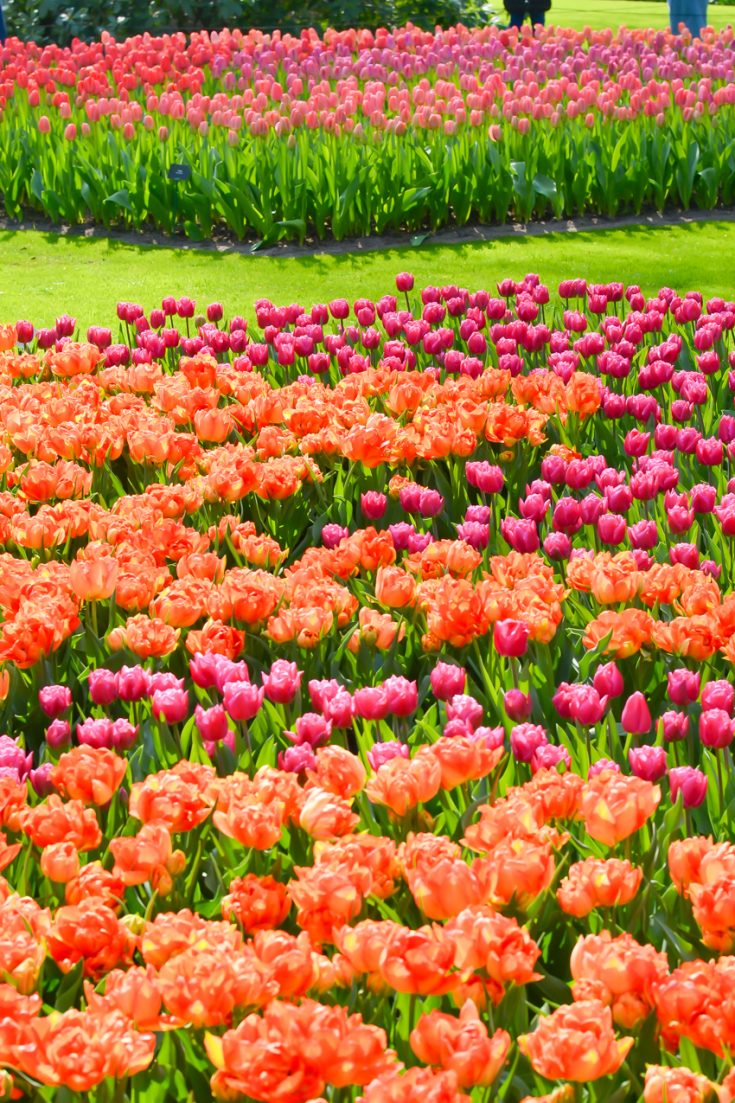 Tulips in Holland - Three Little Ferns - Family Lifestyle Blog