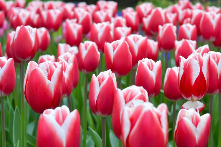 Tulips in Holland - Three Little Ferns - Family Lifestyle Blog