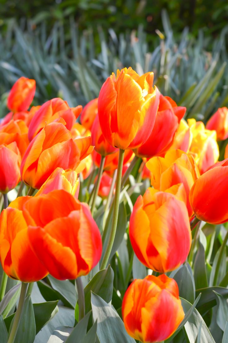 Tulips in Holland - Three Little Ferns - Family Lifestyle Blog