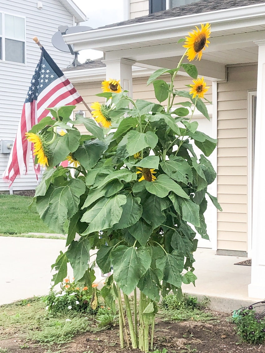 Front yard sun flowers and the American flag, on Fort Riley, Kansas
