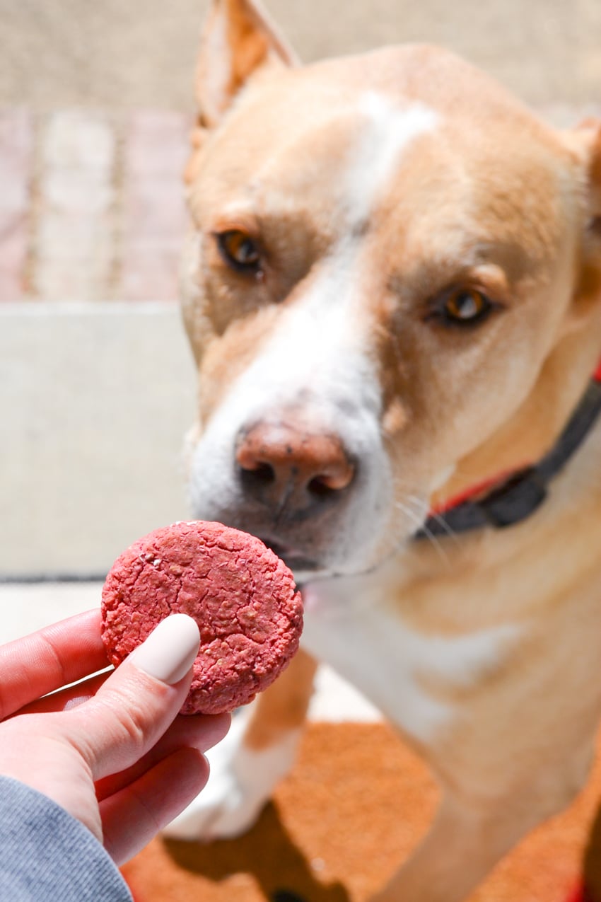 Holding red chicken and beet dog treat in front of golden dog